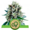Bubble Kush Auto - Royal Queen Seeds